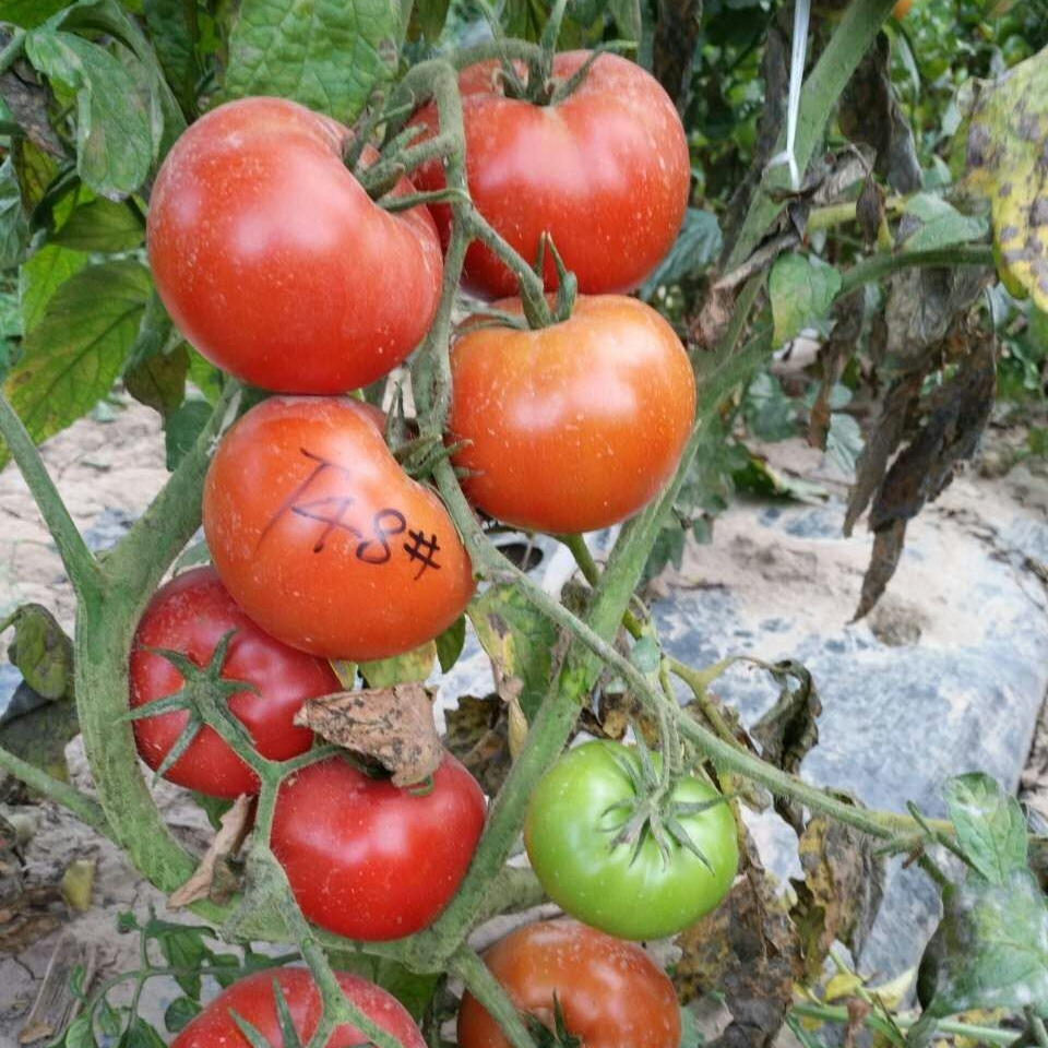 Wholesale China Chocolate Tomato Seeds Factory –  Best Red Indeterminate F1 Hybrid Tomato Seeds for Sale Israel  – Shuangxing