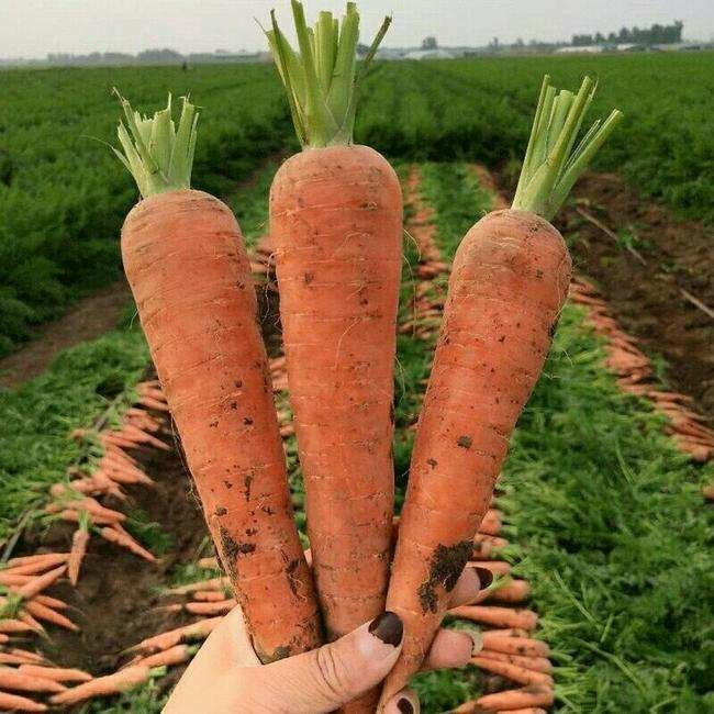 Red Carrot Kuroda good quality carrot seeds for sale