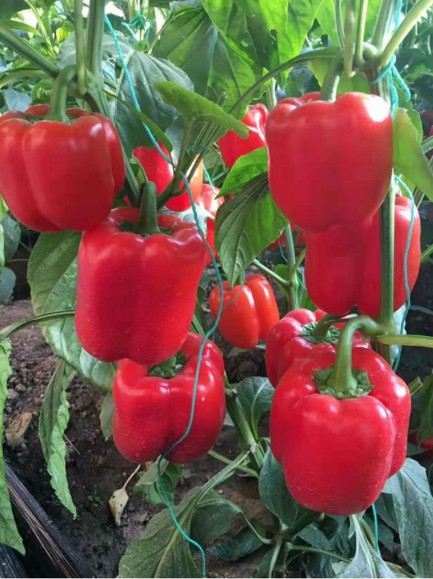Factory blocky bell sweet pepper Red color hybrid pepper seeds for sale