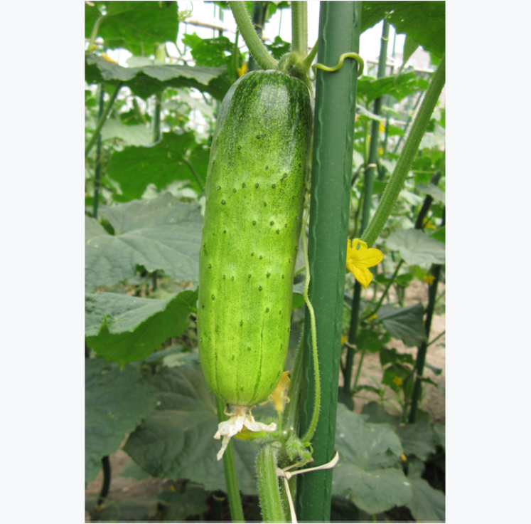 heat resistant F1 Hybrid Cucumber Seeds For Greenhouse and Open Field Growing