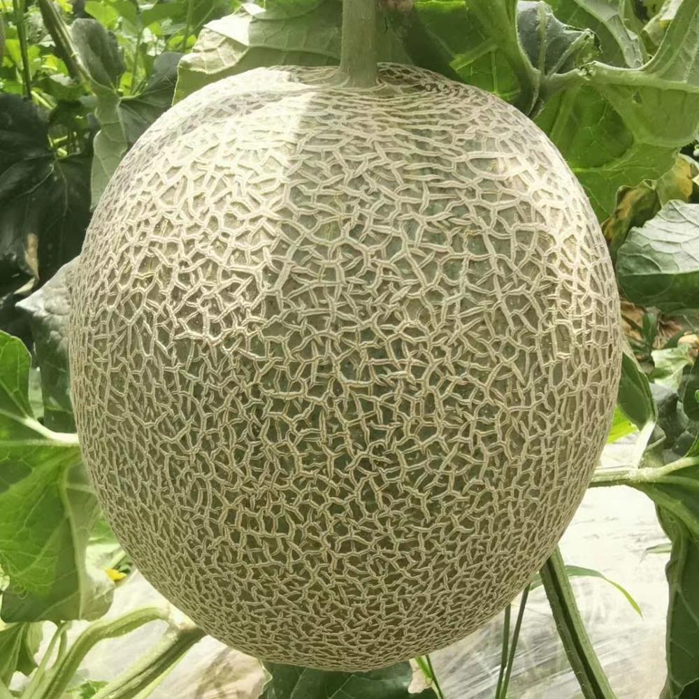 Wholesale China Round Watermelon Seeds Manufacturers Suppliers –  Hybrid sweet musk melon seeds with good package for sale  – Shuangxing