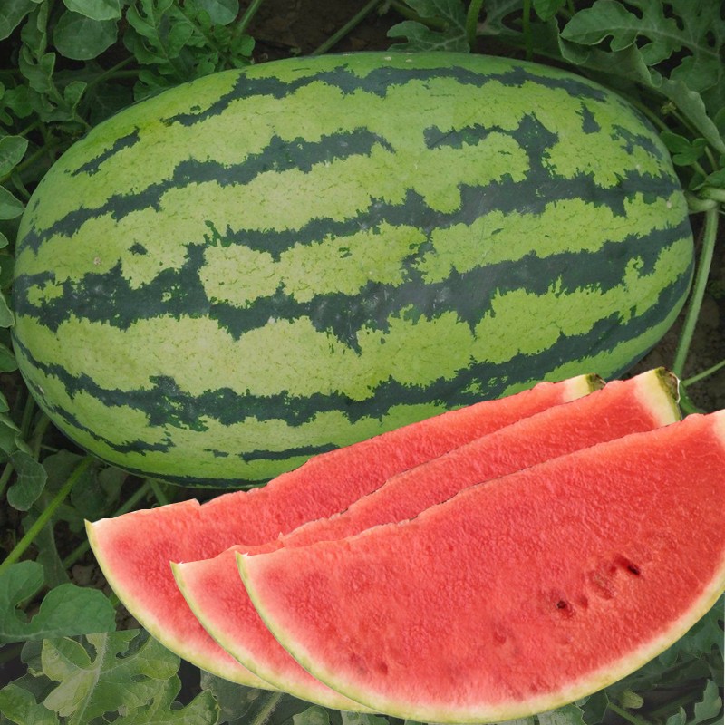 Emperor 2 high yield good quality hybrid watermelon seeds
