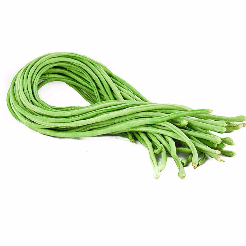 Wide adaptability early maturity four seasons long green bean seeds for planting