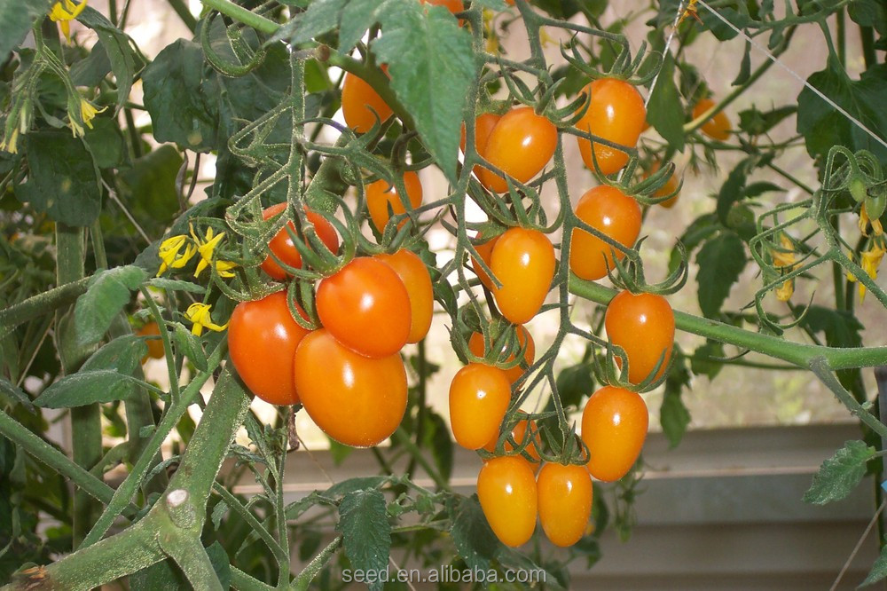 Chinese high yield Golden yellow orange cherry hybrid tomato seeds for planting