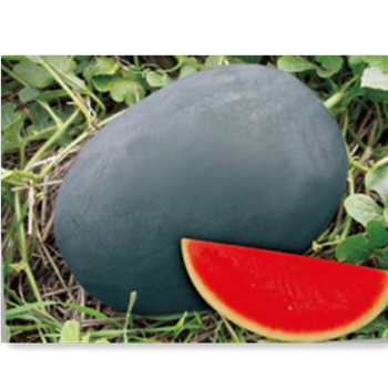 Black Skin Good Adaptability Seedless Watermelon Seed SX No.4 RED