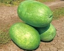 Big Pearl Chinese oblong watermelon seeds