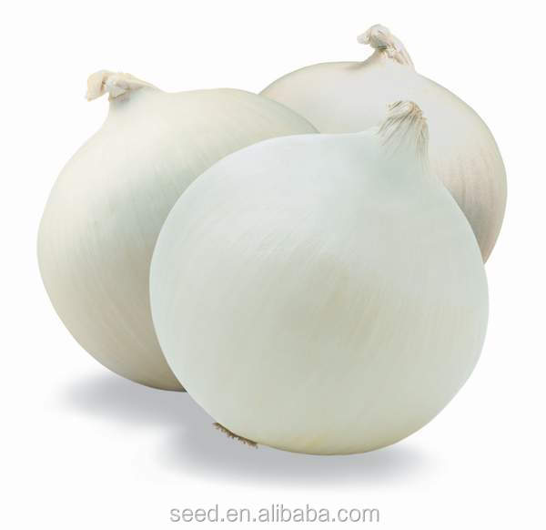 High yield and good disease-resistant white onion seeds for planting