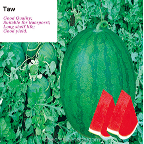 TAW Chinese Round Seedless Dark Green Skin Watermelon Seeds