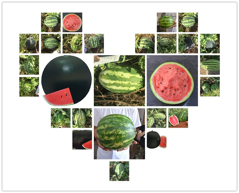 Black Skin Good Adaptability Seedless Watermelon Seed SX No.4 RED