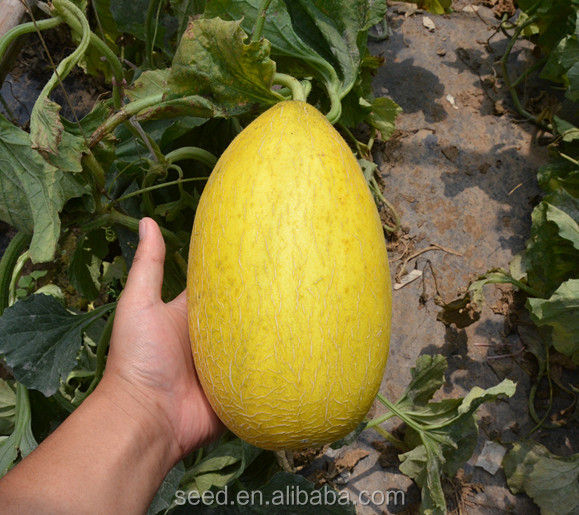 Wholesale China Hybrid Melon Seeds Factories –  Honey 6 Chinese good adaptability rock melon seeds for sale  – Shuangxing