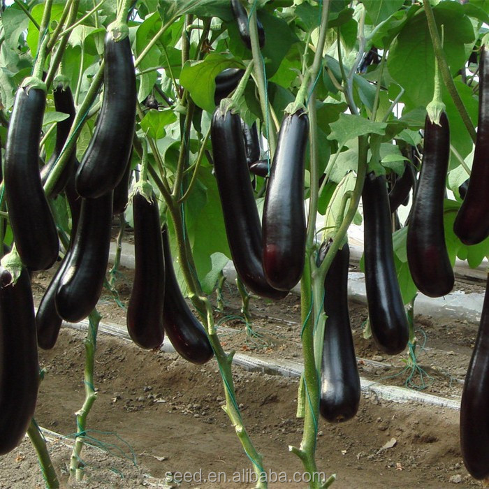 2021 f1 hybrid eggplant vegetable seed for planting