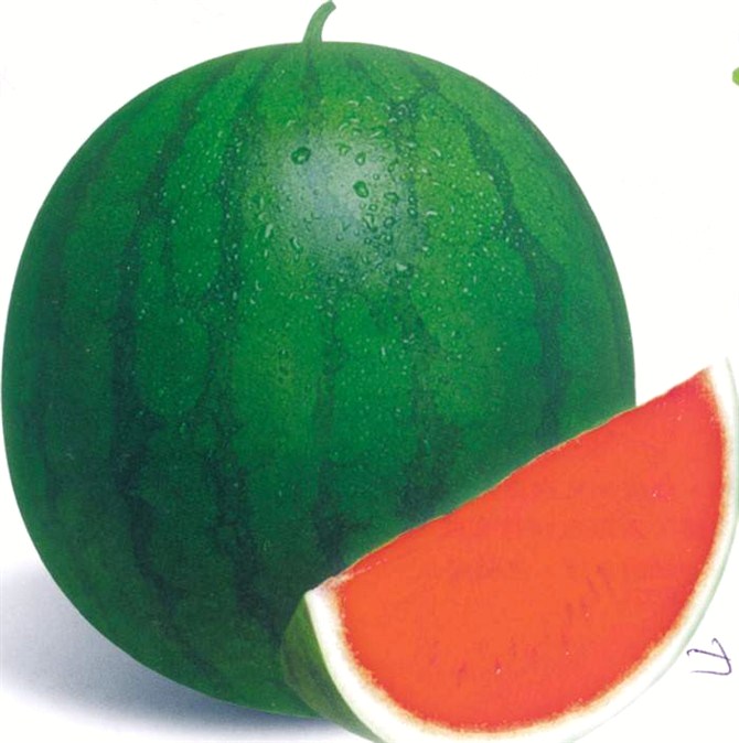 TAW Chinese Round Seedless Dark Green Skin Watermelon Seeds Featured Image