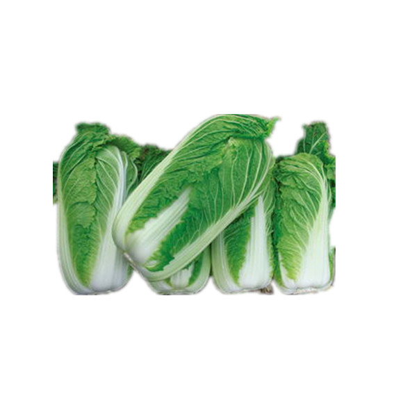 Wholesale China Giant Cabbage Seeds Manufacturers Suppliers –  High Disease Resistant Green Cabbage Seeds Pakchoi Seeds  – Shuangxing
