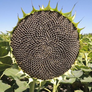 hybrid 361 type planting sunflower seeds