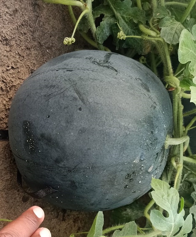 High yield yellow flesh black seedless watermelon seeds in good package with good price