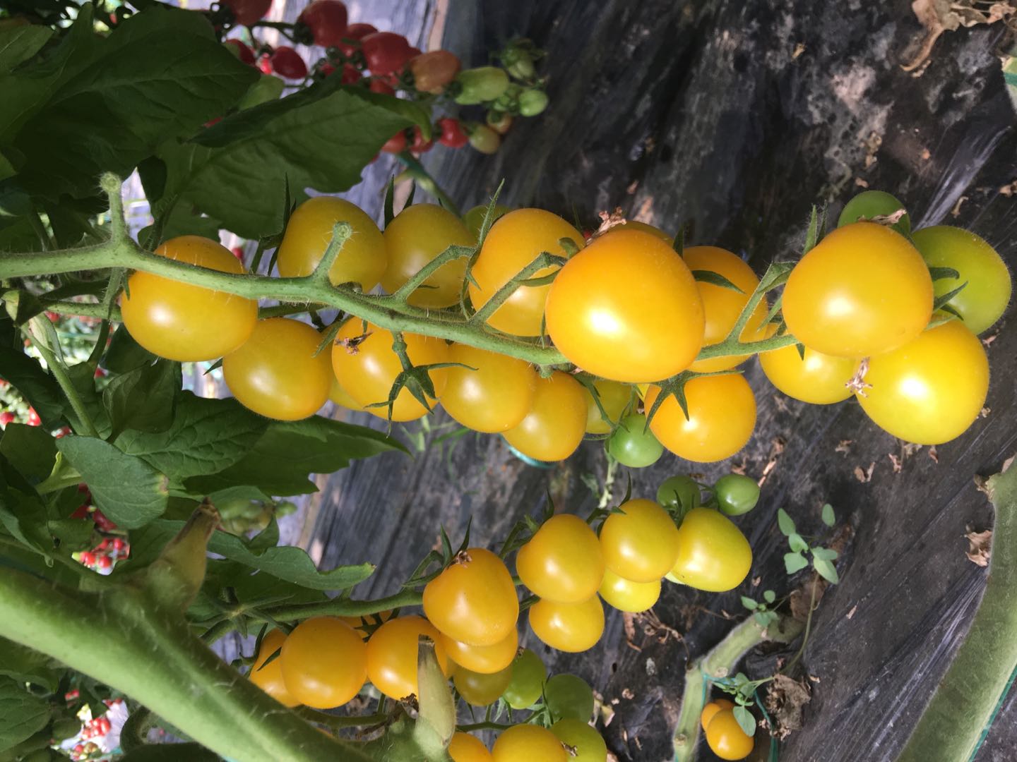 Chinese high yield Golden yellow orange cherry hybrid tomato seeds for planting