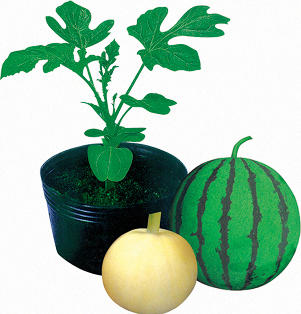 SHUANGXING SEED HIGH QUALITY ROOTSTOCK FOR WATERMELON AND MELON