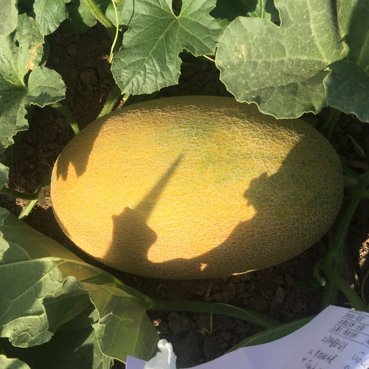 Wholesale China Hybrid Watermelon Seeds Factories –  Chinese extremely early mature variety rock melon seeds  – Shuangxing