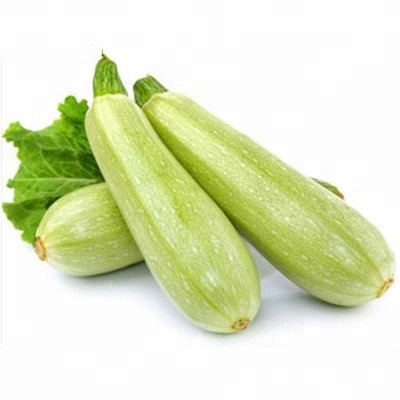 Wholesale China Planting Squash Seed Factory –  Jade No. 2 Light Green Early Maturity Hybrid F1 Summer Squash Seeds  – Shuangxing