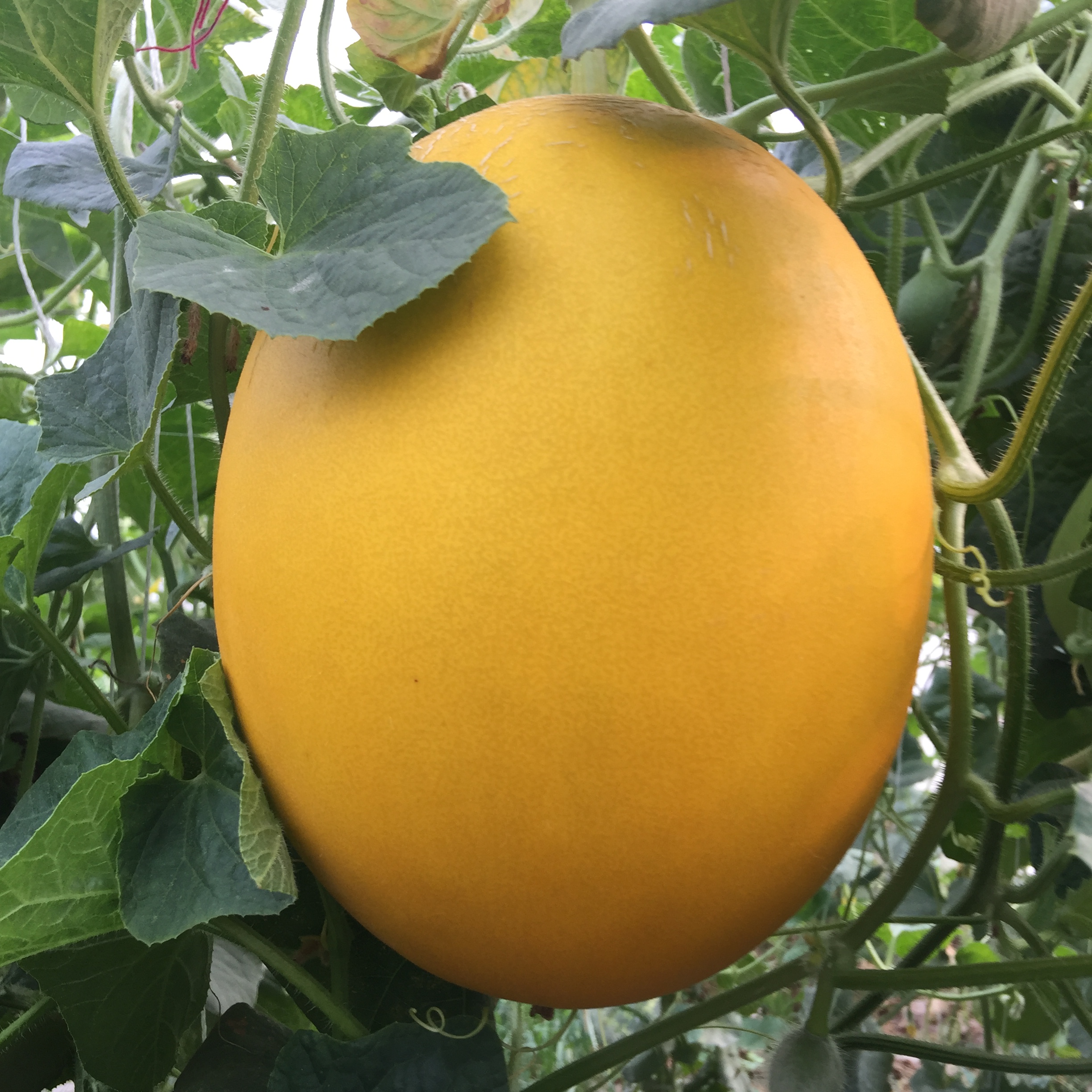 High yield yellow skin crispy flesh hybrid melon seeds for planting