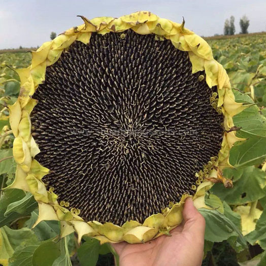 What Do You Know about the Key Points of Growing Sunflowers?