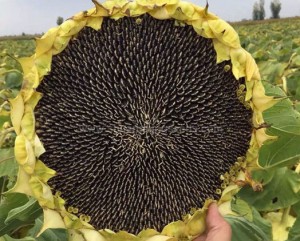 What Do You Know about the Key Points of Growing Sunflowers?