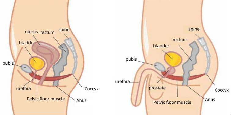 The Importance of Pelvic Floor Muscles