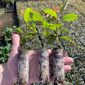 Environmentally Friendly PLA Non-Woven Fabric Plant Roll Protects Soil and Green Choice