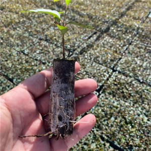 Environmentally Friendly PLA Non-Woven Fabric Plant Roll Protects Soil and Green Choice