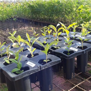 Environmentally Friendly PLA Non-Woven Fabric Plant Roll Protects Soil and Green Choice