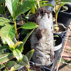 Environmentally Friendly PLA Non-Woven Fabric Plant Roll Protects Soil and Green Choice