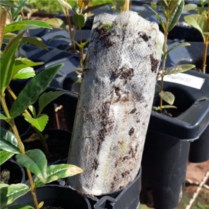 Environmentally Friendly PLA Non-Woven Fabric Plant Roll Protects Soil and Green Choice