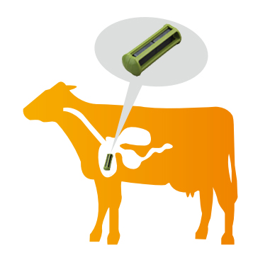 The function of cow magnets