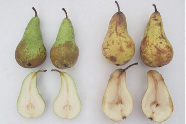 different varieties of fresh pears have different ripening conditions, and customized preservation schemes are very important