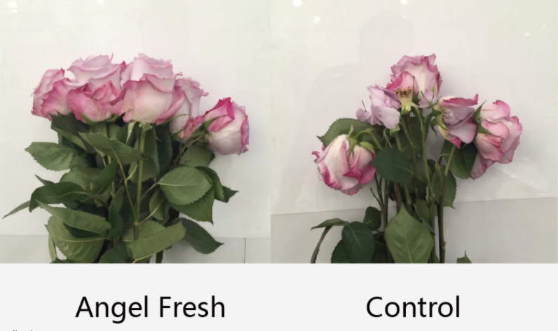 Angel Fresh, a fresh-keeping product for fresh-cut flowers