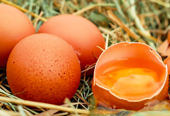SPRING red<sup>®</sup>-EGG YOLK color matters