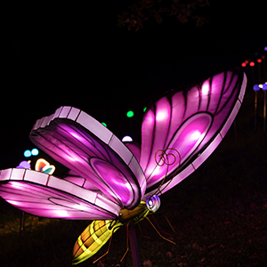 Buttefly Lantern