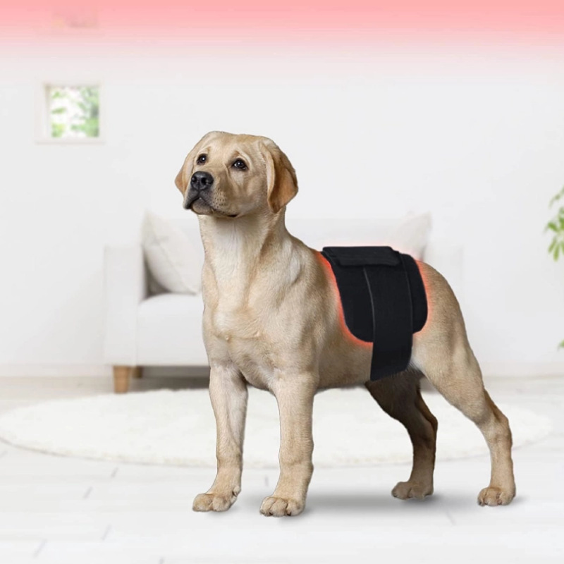 Veterinary red Light therapy wrap belt joint pain treatment phototherapy lamp / blood circulation enhancing / muscle recovery / acne treatment for human and pets