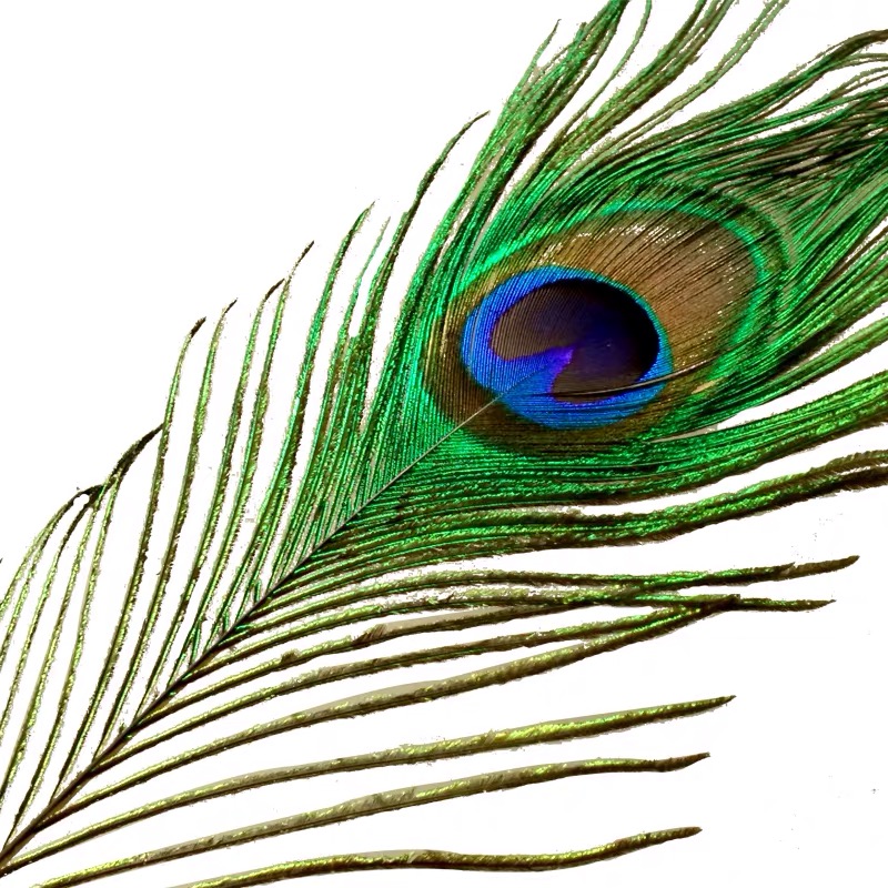 Quoted price for China Beautiful “Eyes” Natural Peacock Feathers for Sale