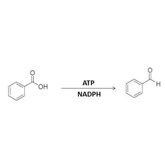 Europe style for Mg K Vis Nadh Complex - Carboxylic acid reductase (CAR)  – SyncoZymes