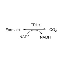 Formate dehydrogenase (FDH)