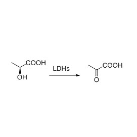 Lactate Dehydrogenase (LDH)