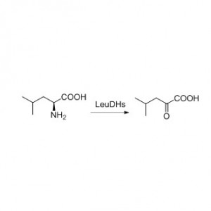 Leucine Dehydrogenase (LeuDH)