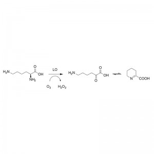 Lysine oxidase (LO)