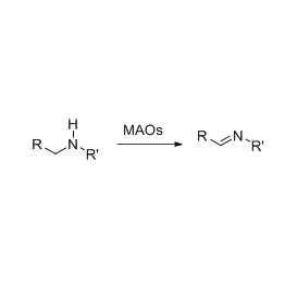 Monoamine oxidase (MAO)