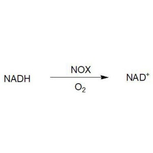 NADH oxidase (NOX)