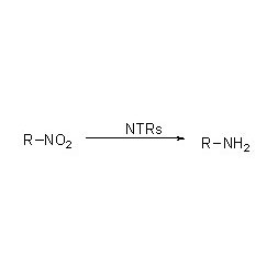 Nitro reductase NTR1