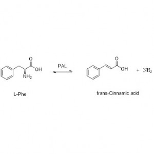 Phenylalanine ammonia lyase (PAL)