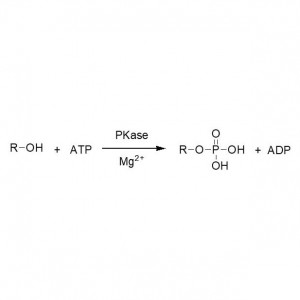 Phosphokinase (PKase)