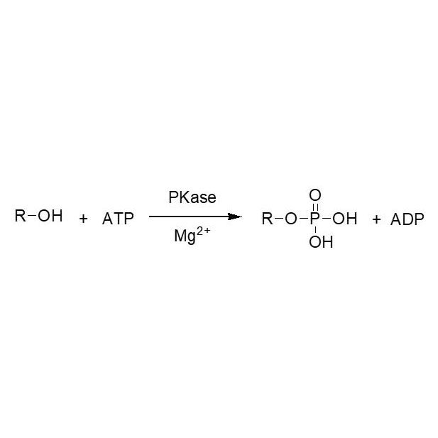 Phosphokinase (PKase) Featured Image